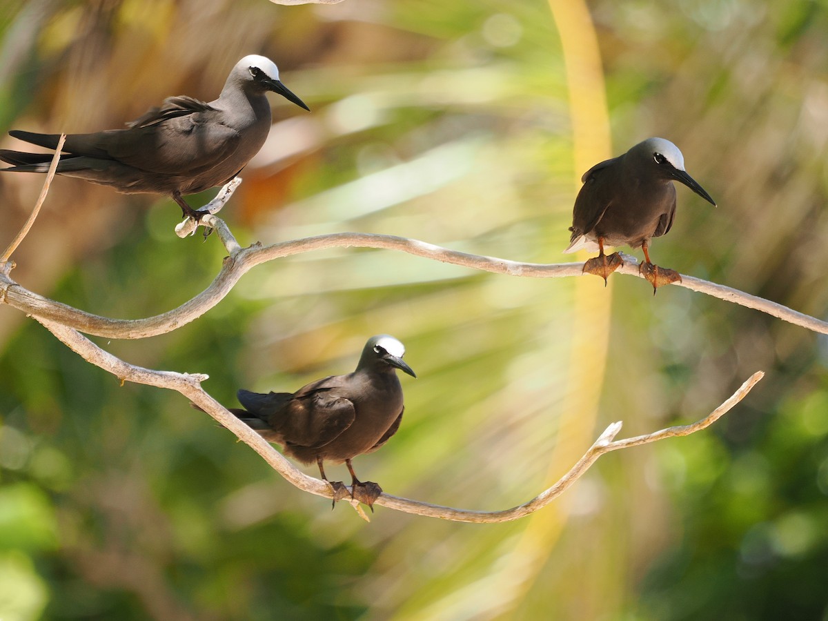 nody bělotemenný (ssp. melanogenys) - ML626619744