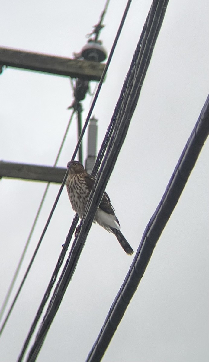 Cooper's Hawk - ML626619779