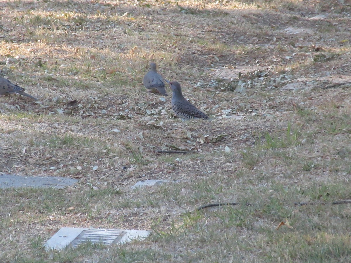 Northern Flicker (Red-shafted) - ML626619781