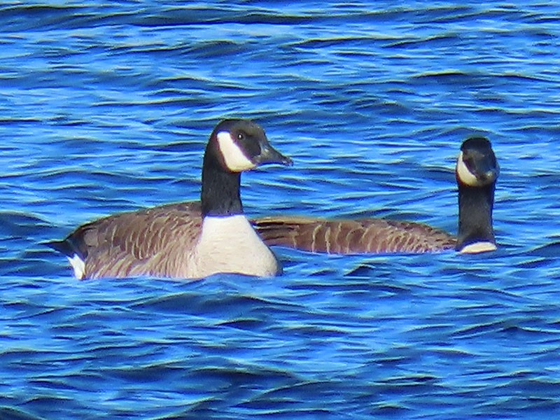 Canada Goose - ML626619857