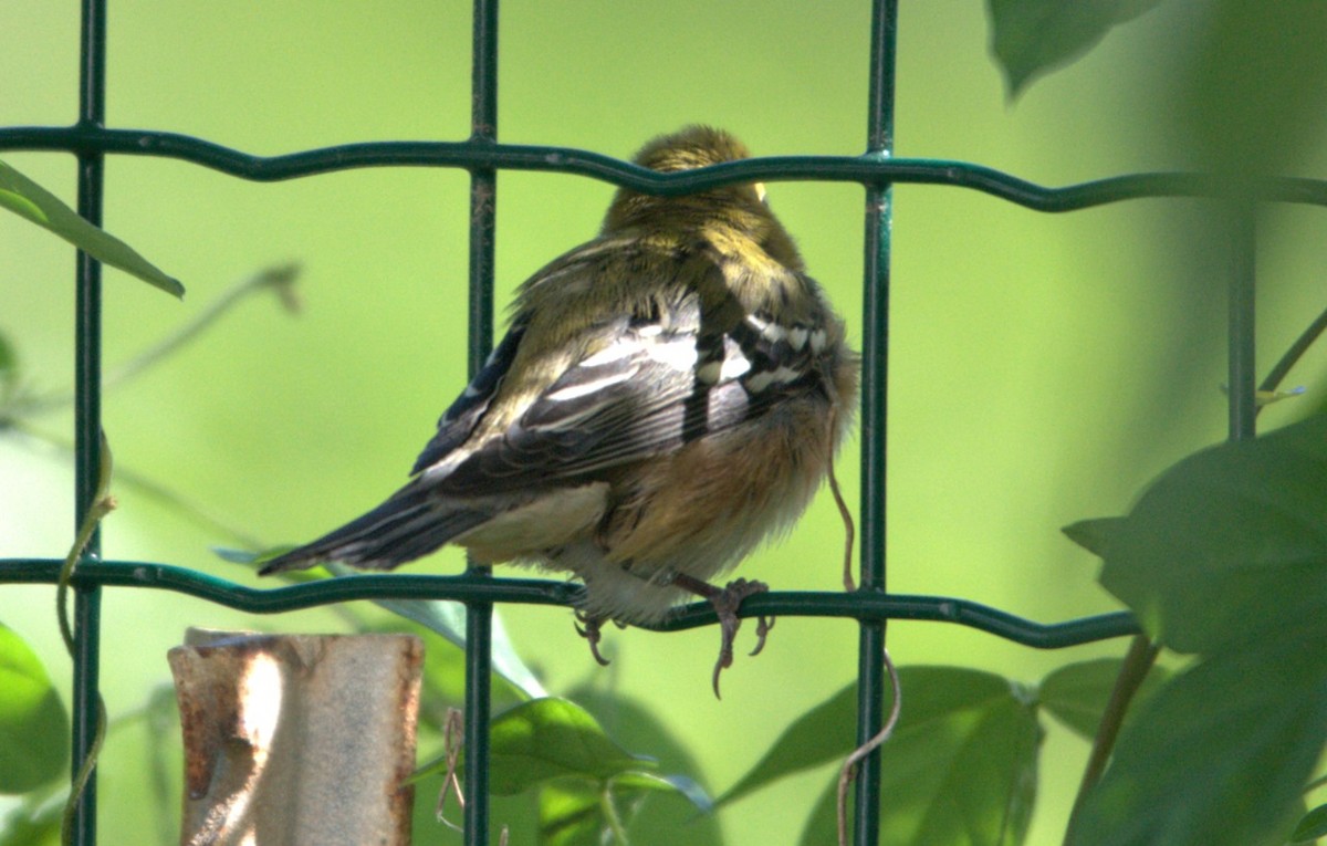 Bay-breasted Warbler - ML626619863