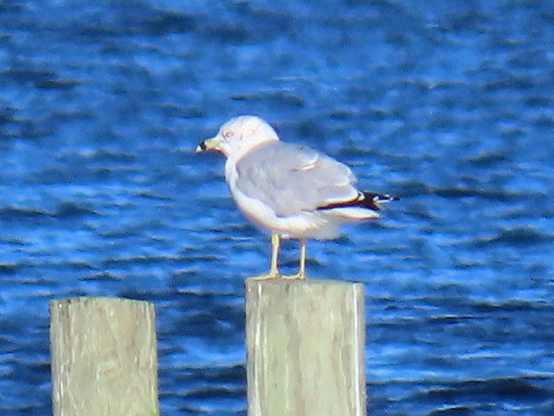 Ring-billed Gull - ML626619890