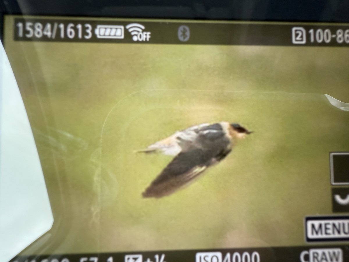 Cave Swallow - ML626619891