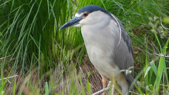 Black-crowned Night Heron - ML626619908