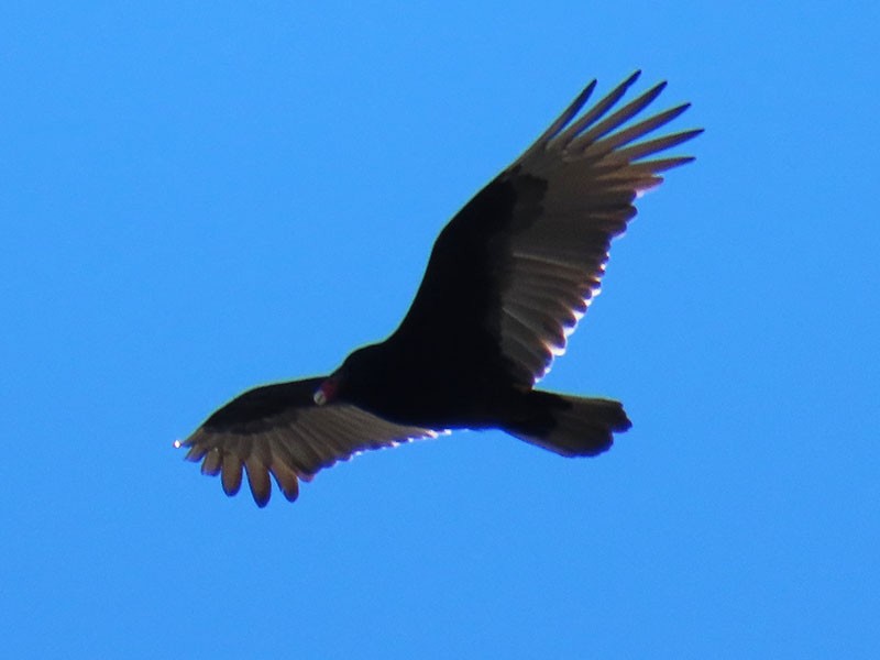 Turkey Vulture - ML626619909