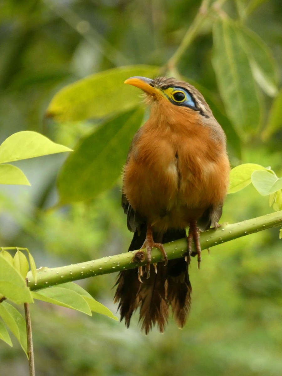 Lesser Ground-Cuckoo - ML626620029