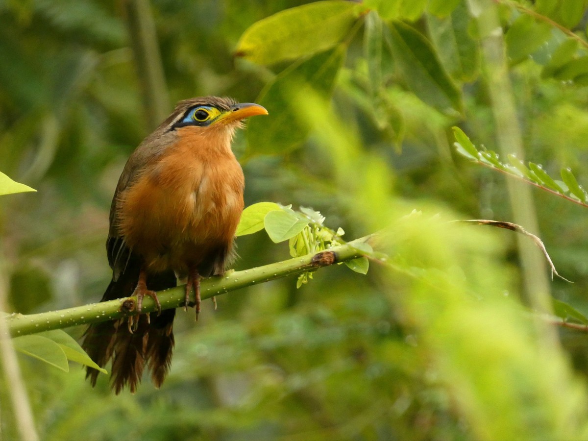 Lesser Ground-Cuckoo - ML626620030