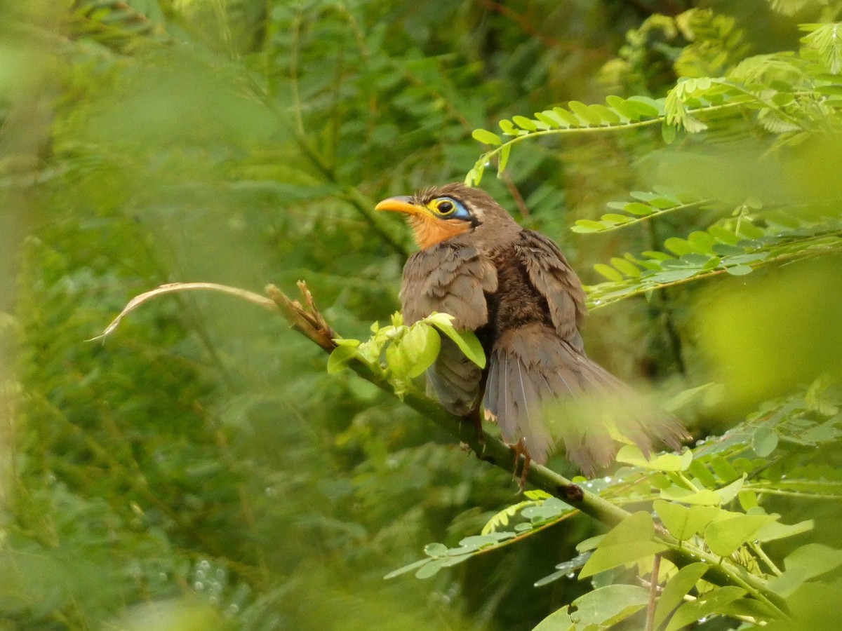 Lesser Ground-Cuckoo - ML626620031