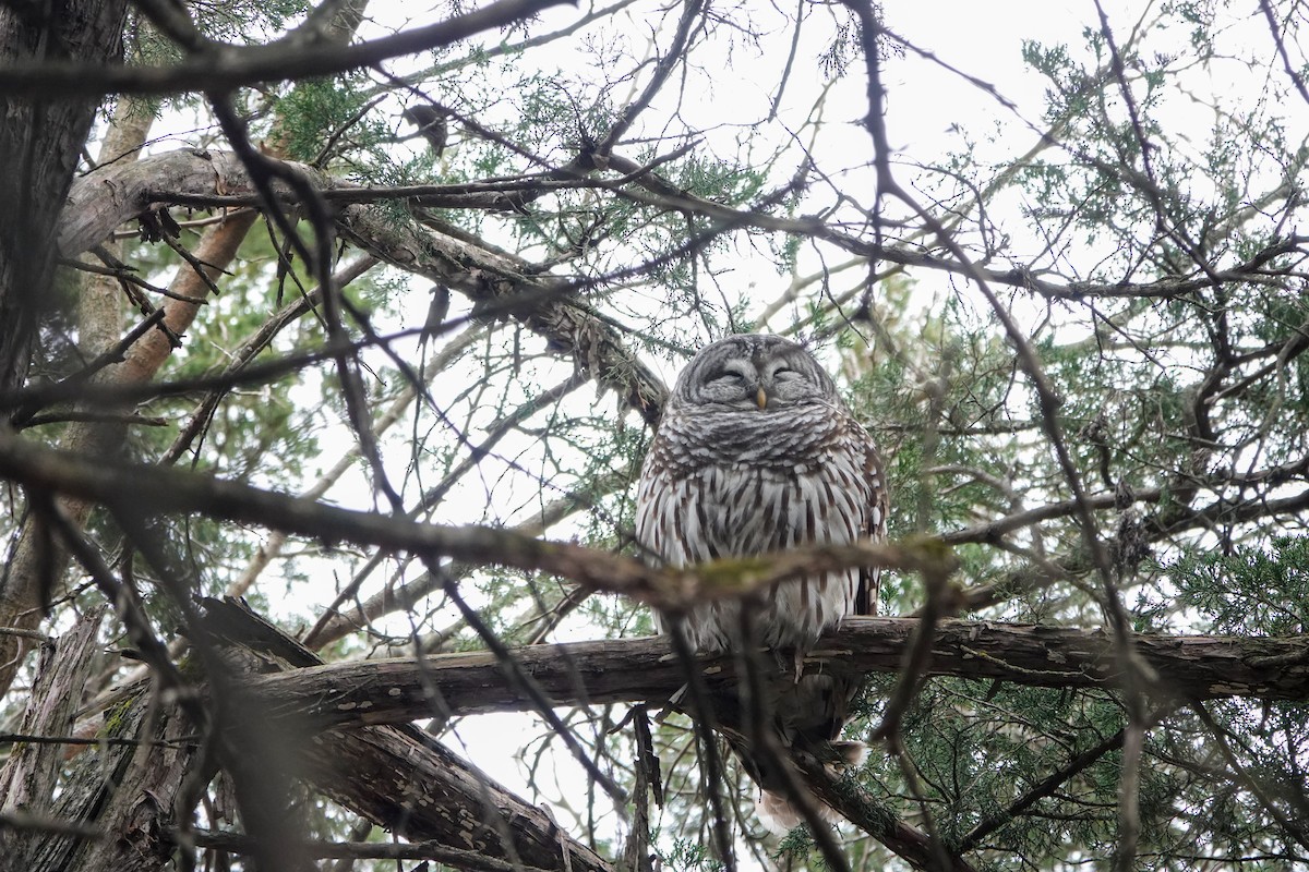 Barred Owl - ML626620047