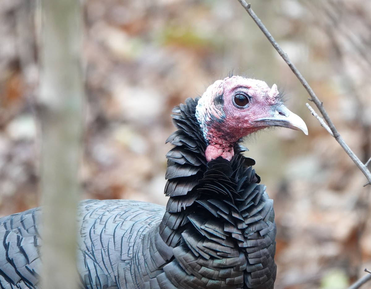 Wild Turkey - ML626620054