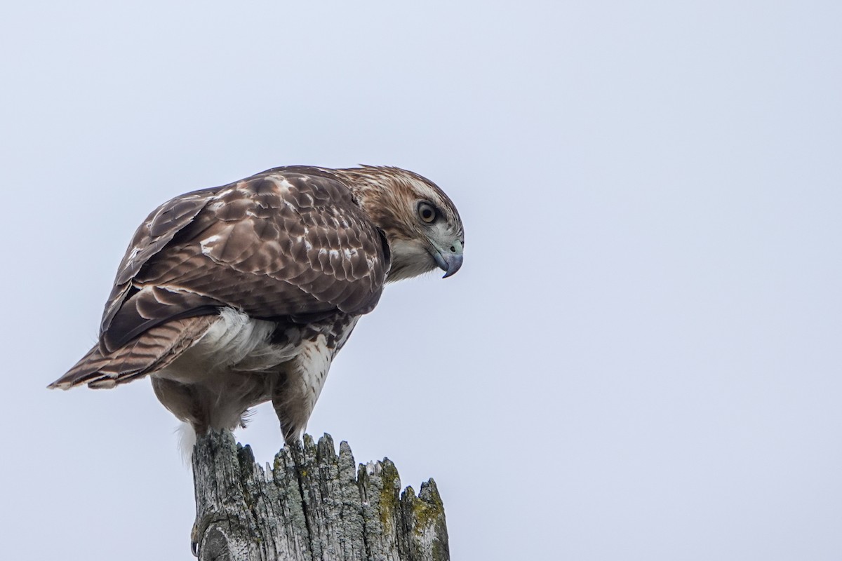 Red-tailed Hawk - ML626620061