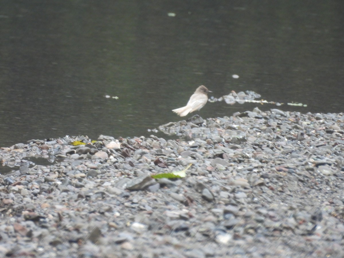 Black Phoebe - ML626620063