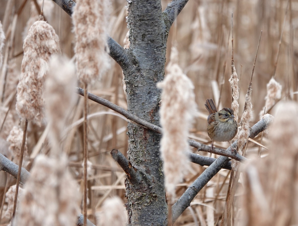 Swamp Sparrow - ML626620066