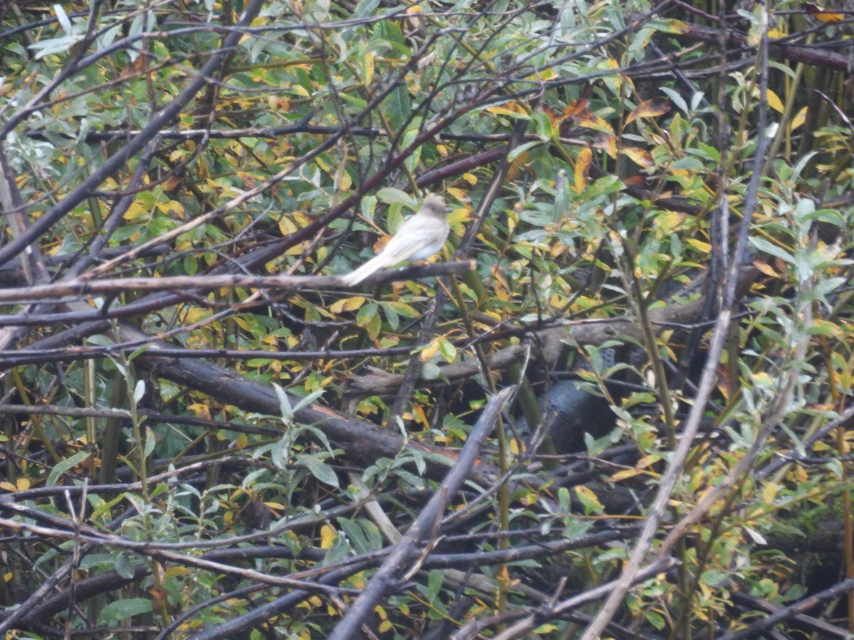 Black Phoebe - ML626620070