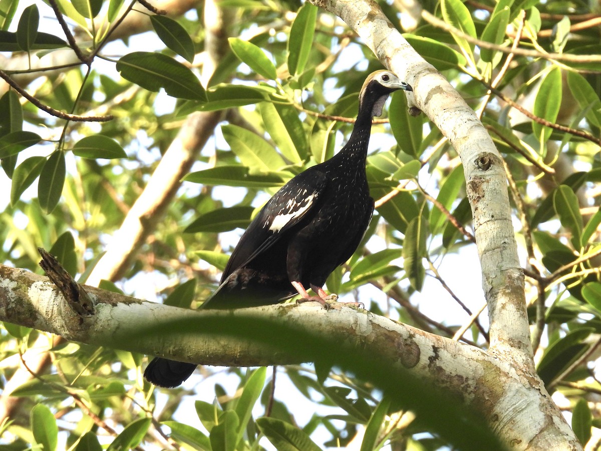 Blue-throated Piping-Guan - ML626620081