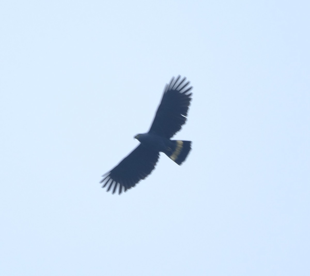 Hook-billed Kite - ML626620140