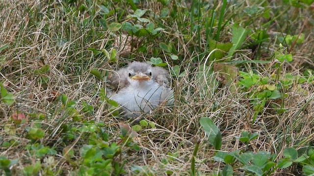 Passeriformes sp. - ML626620331
