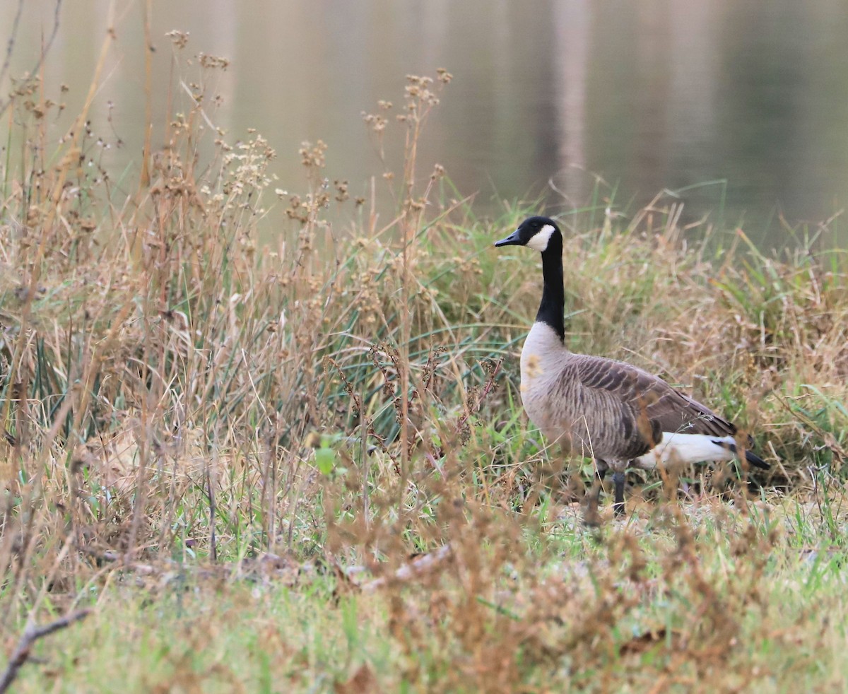 Canada Goose - ML626620436