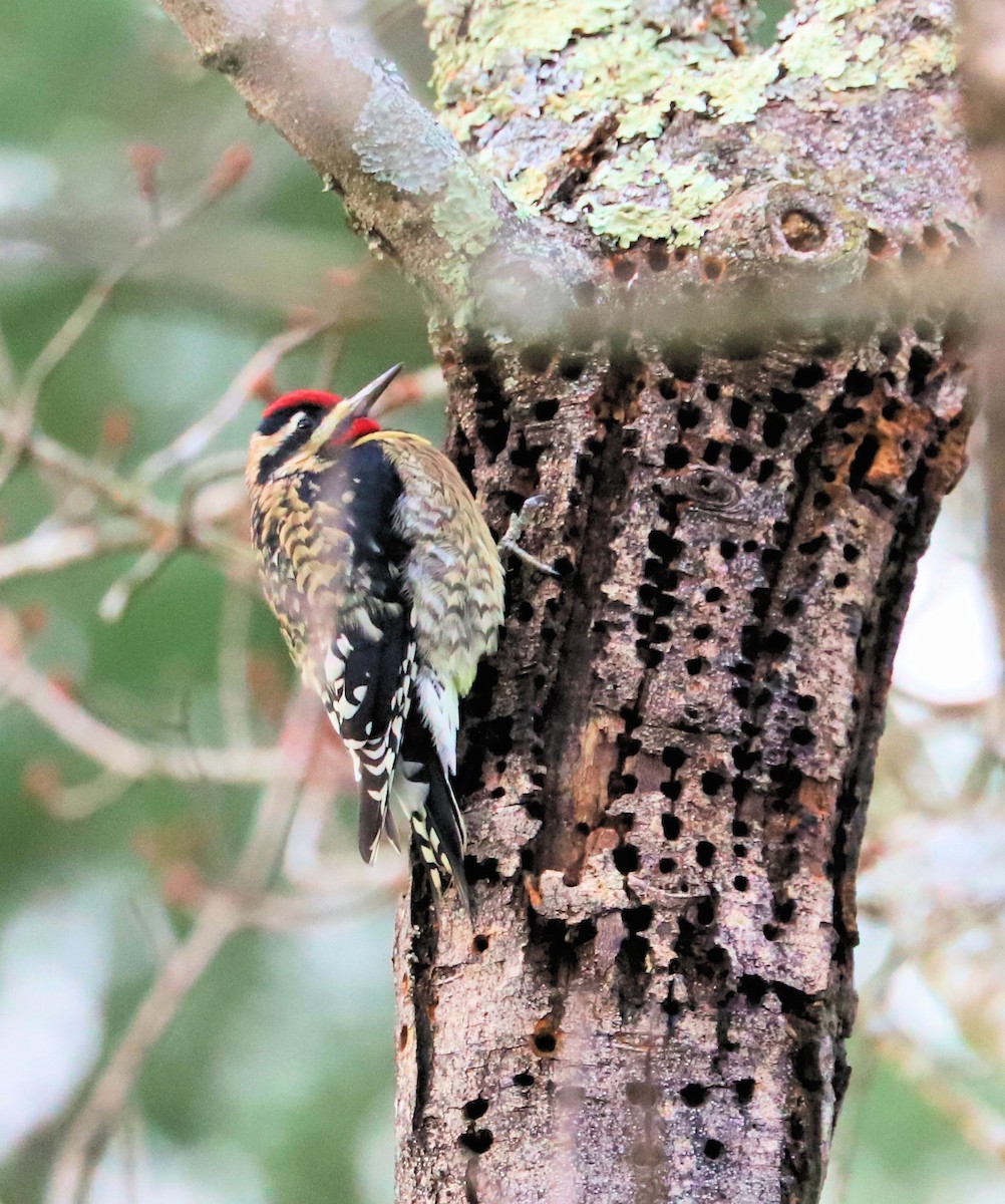 Yellow-bellied Sapsucker - ML626620464