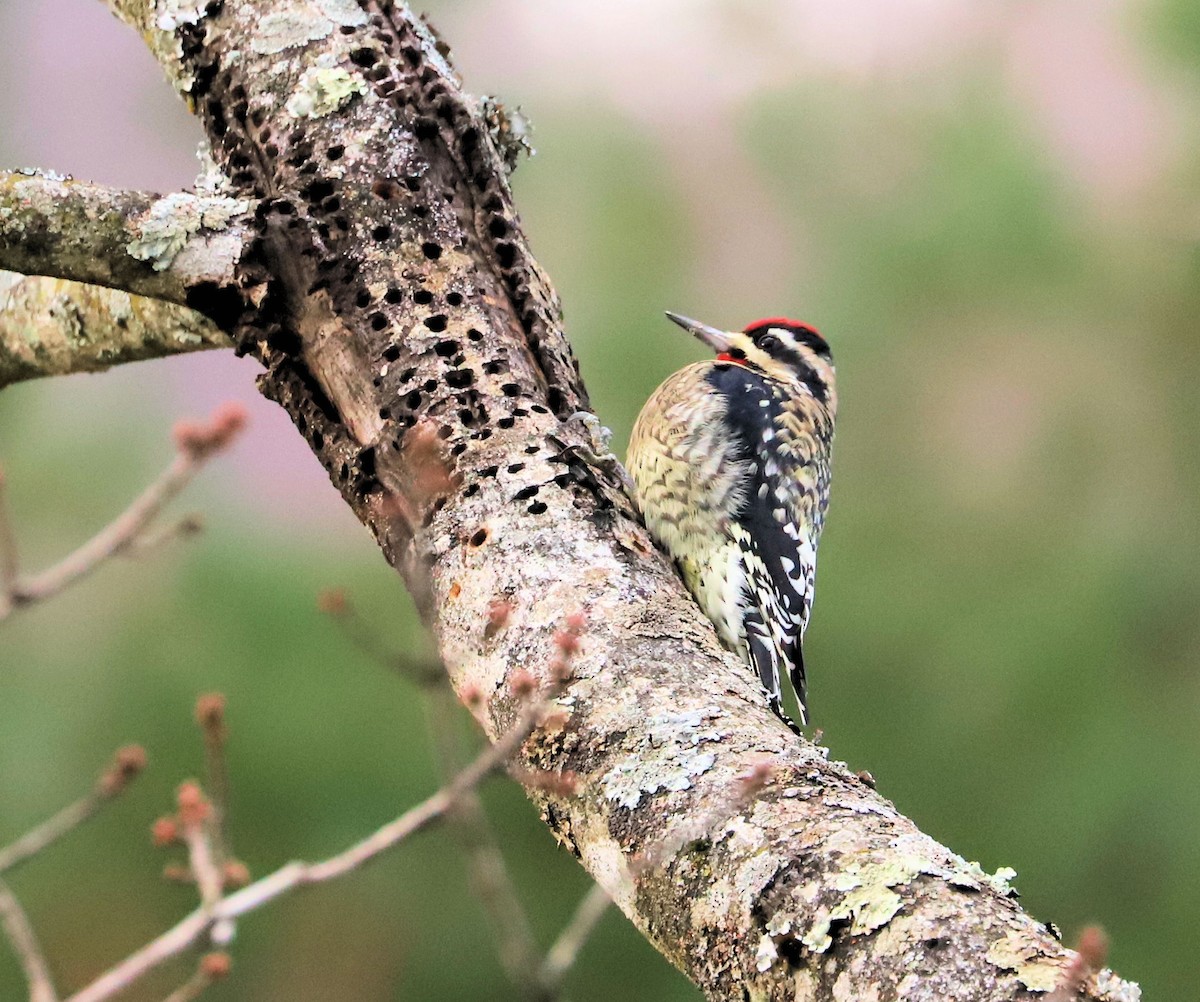 Yellow-bellied Sapsucker - ML626620477