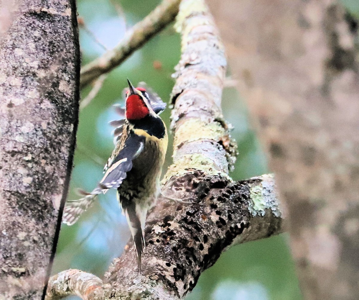 Yellow-bellied Sapsucker - ML626620480