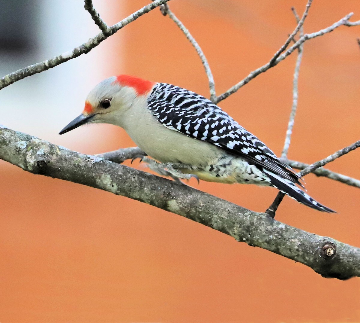 Red-bellied Woodpecker - ML626620488