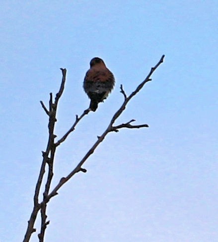 American Kestrel - ML626620498