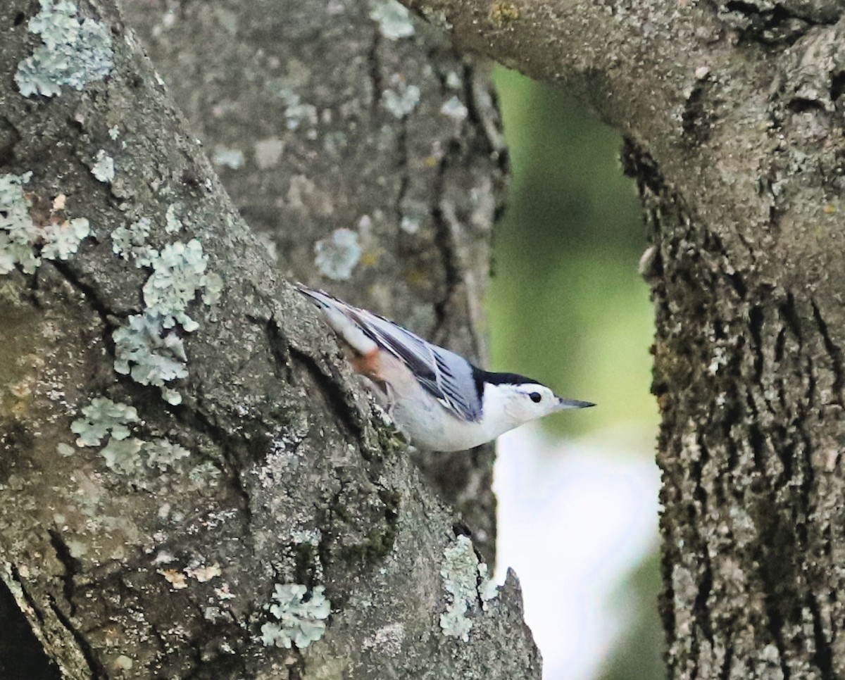 White-breasted Nuthatch - ML626620525