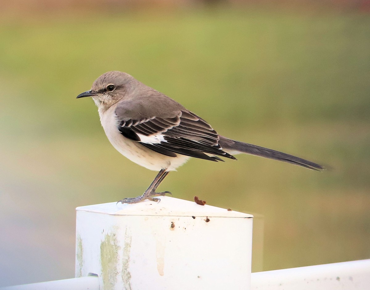 Northern Mockingbird - ML626620568