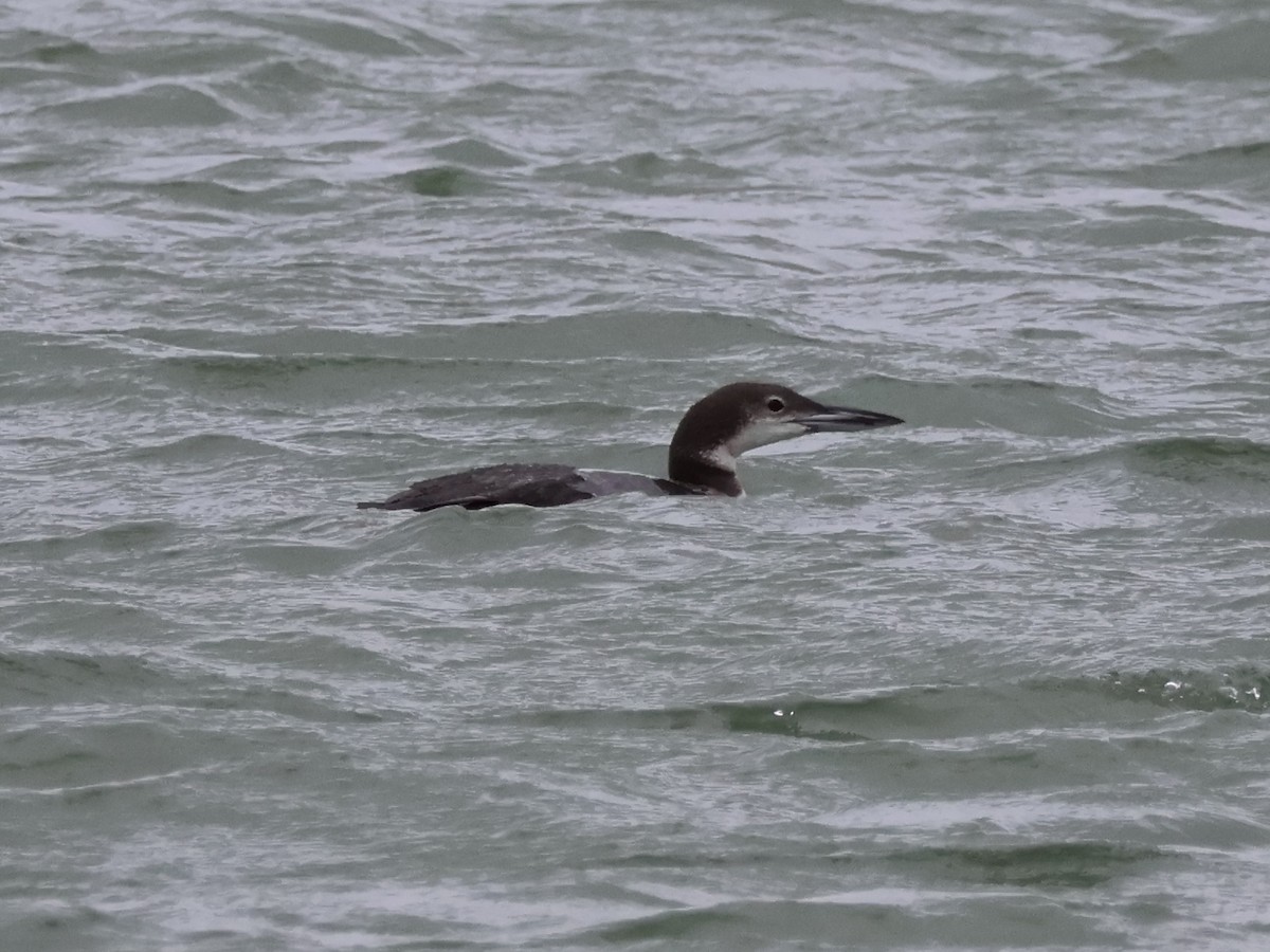 Common Loon - ML626620575