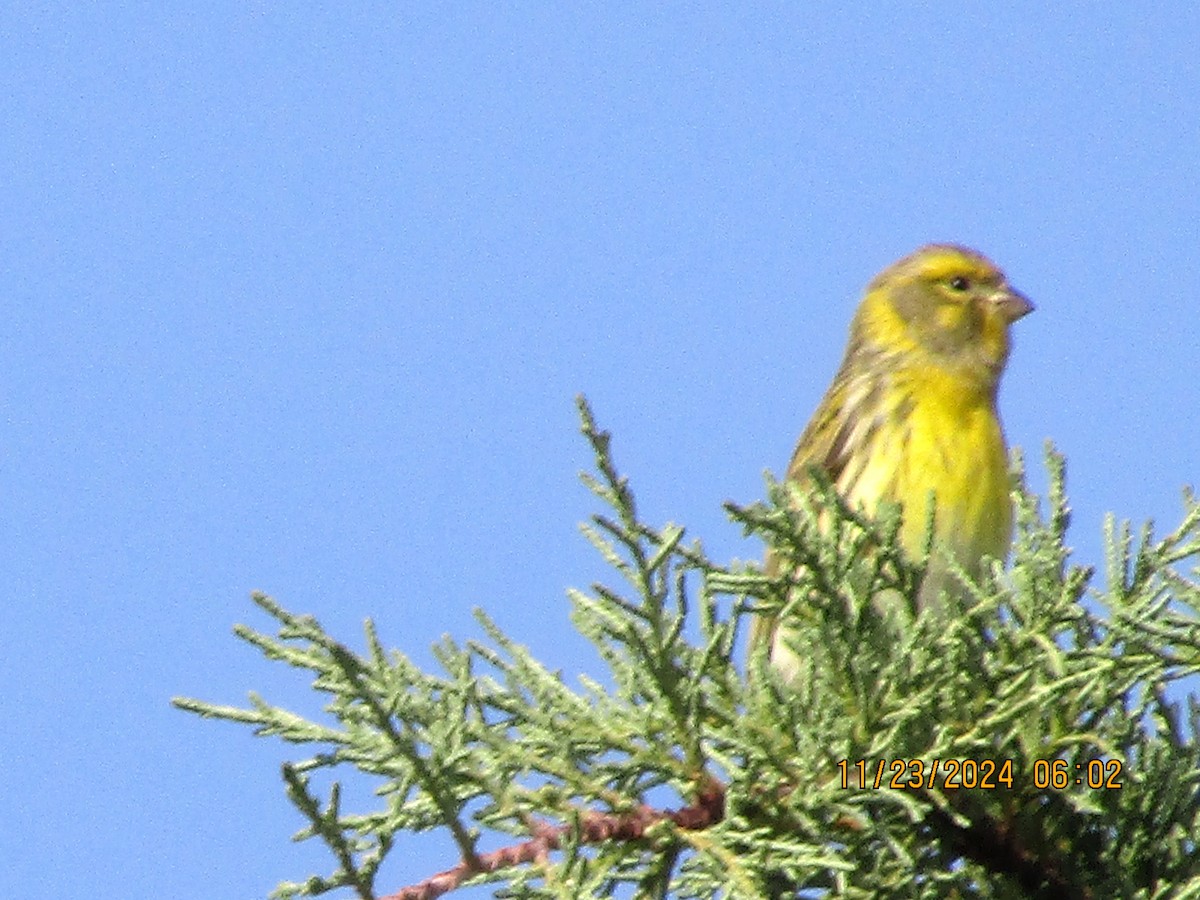 European Serin - ML626620578