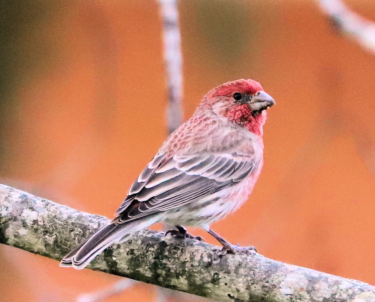 House Finch - ML626620579