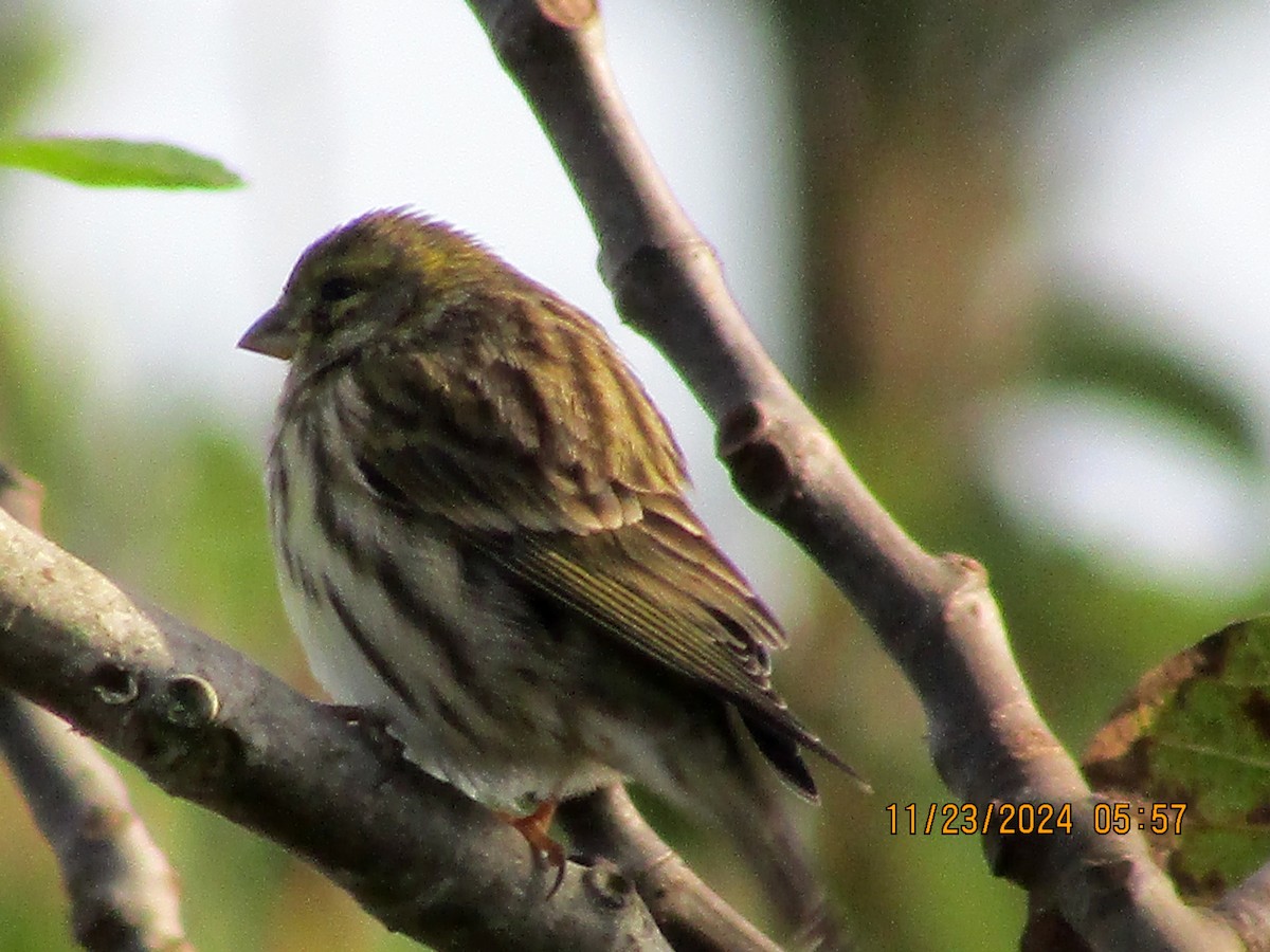 European Serin - ML626620580