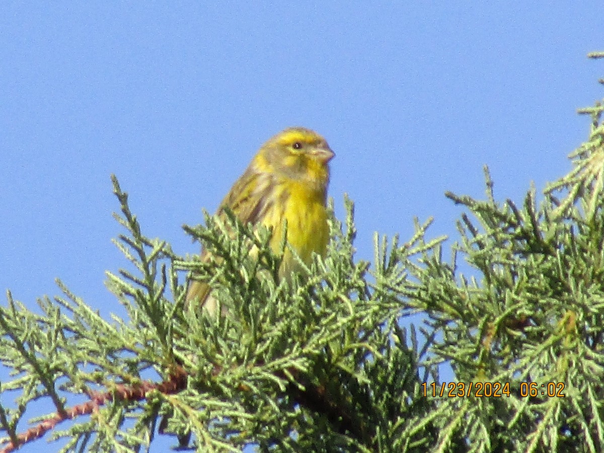 European Serin - ML626620581