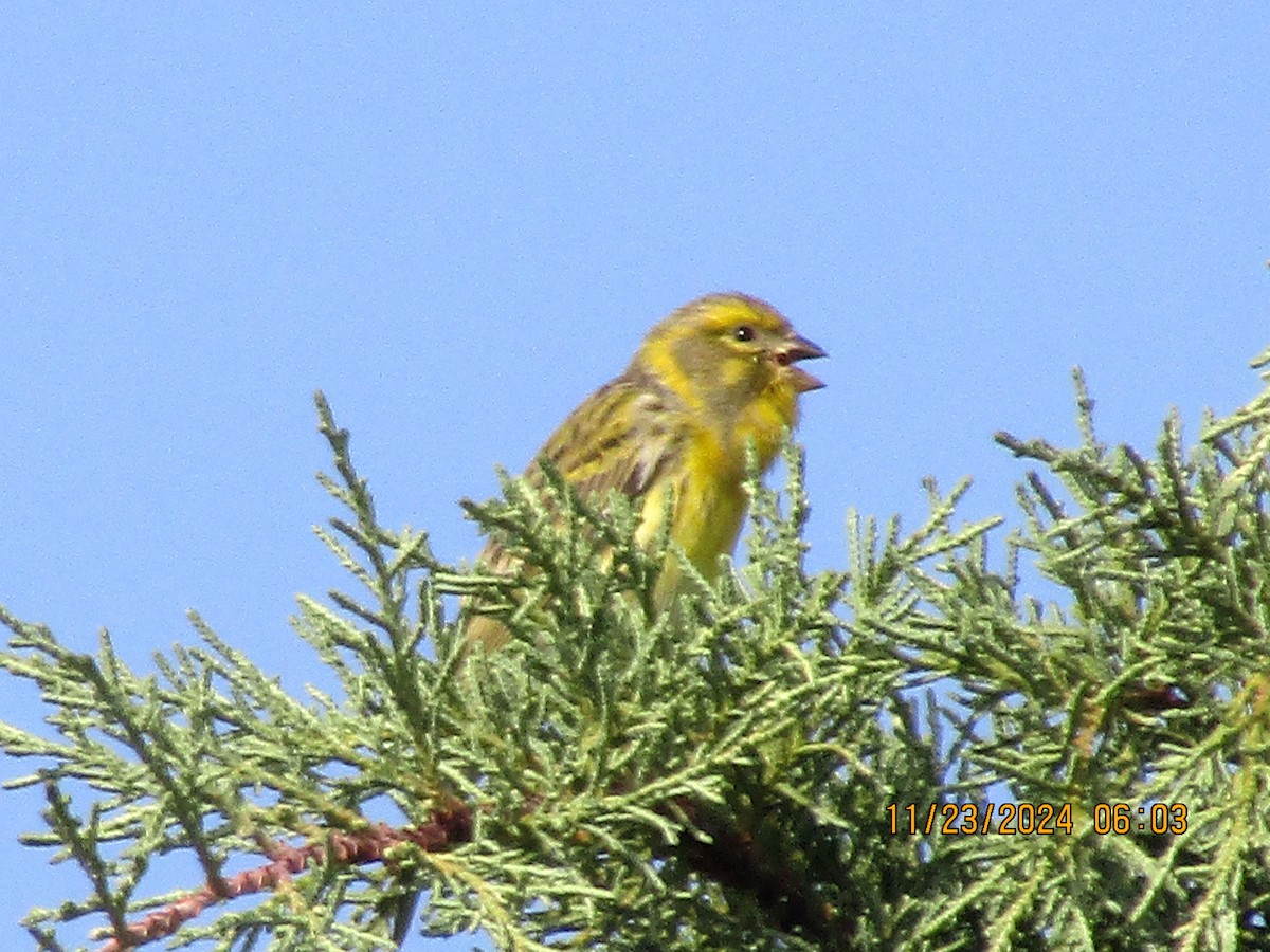 European Serin - ML626620582