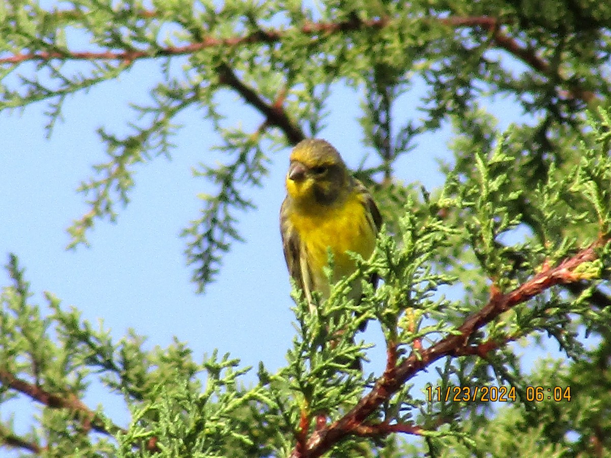 European Serin - ML626620583