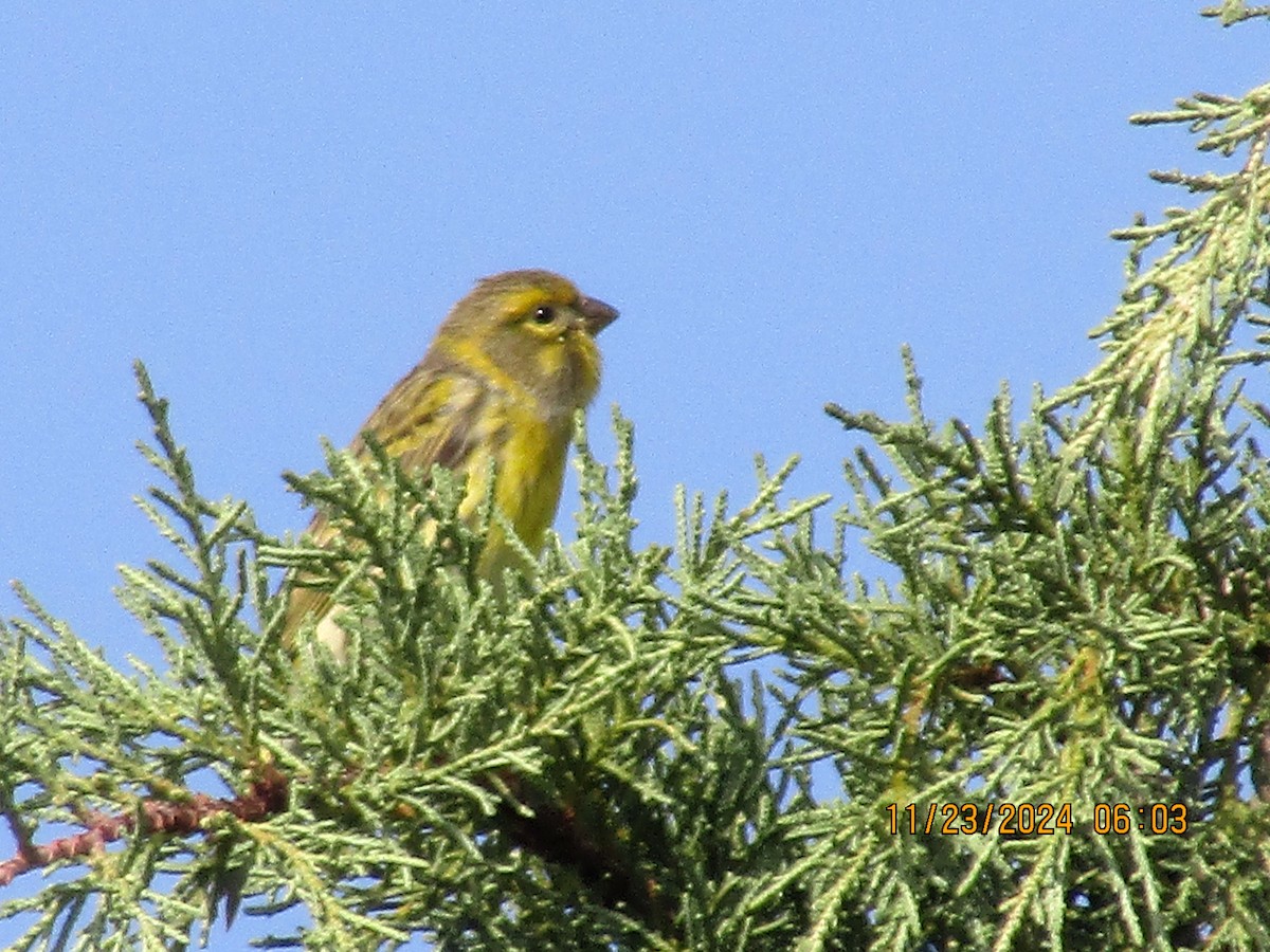 European Serin - ML626620584