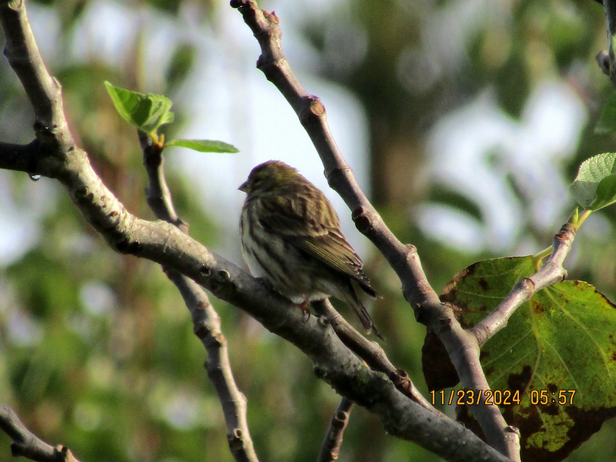 European Serin - ML626620586