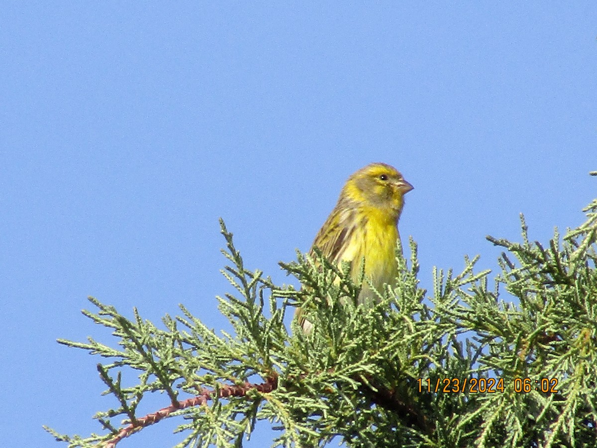 European Serin - ML626620587