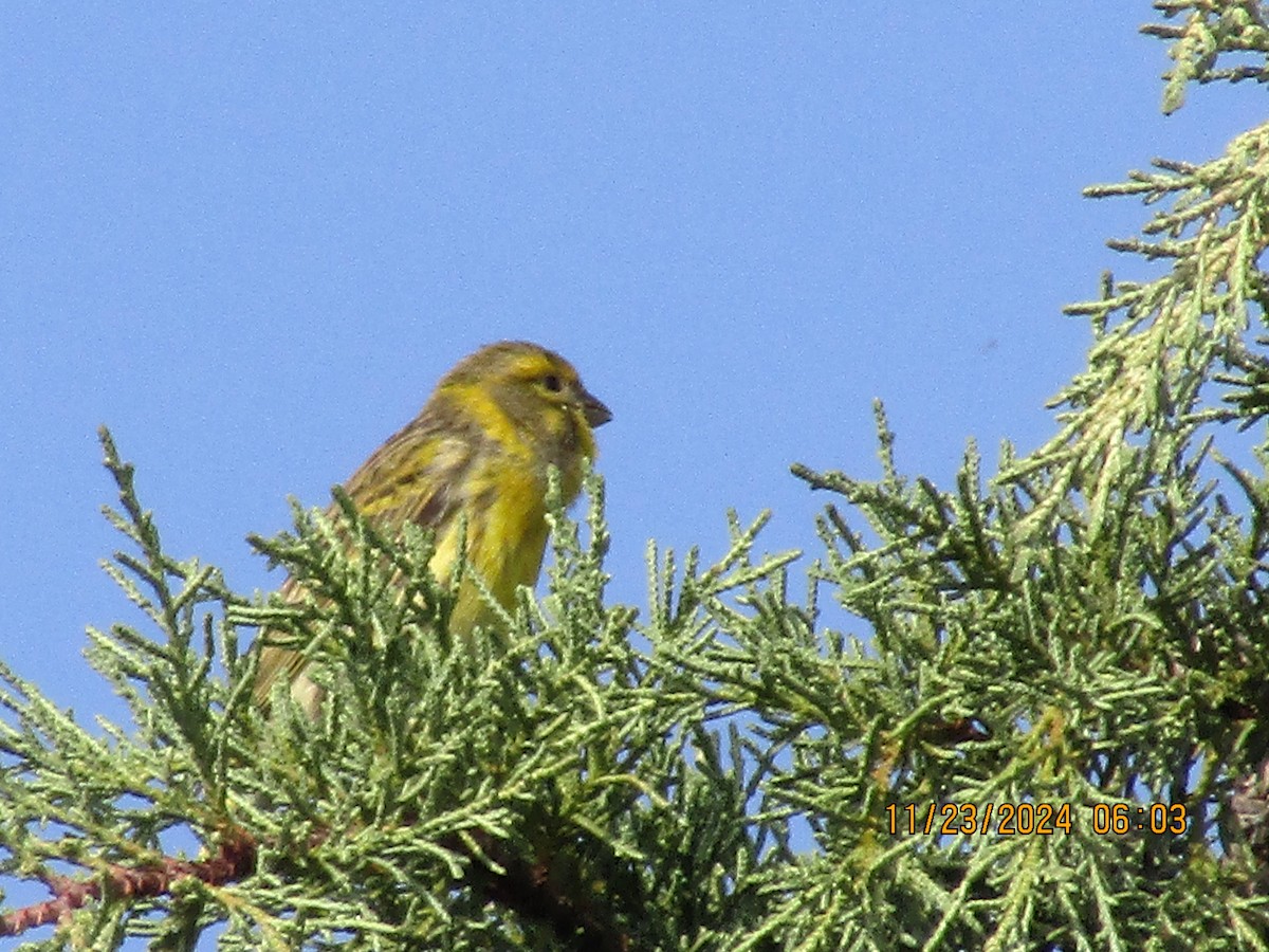 European Serin - ML626620588