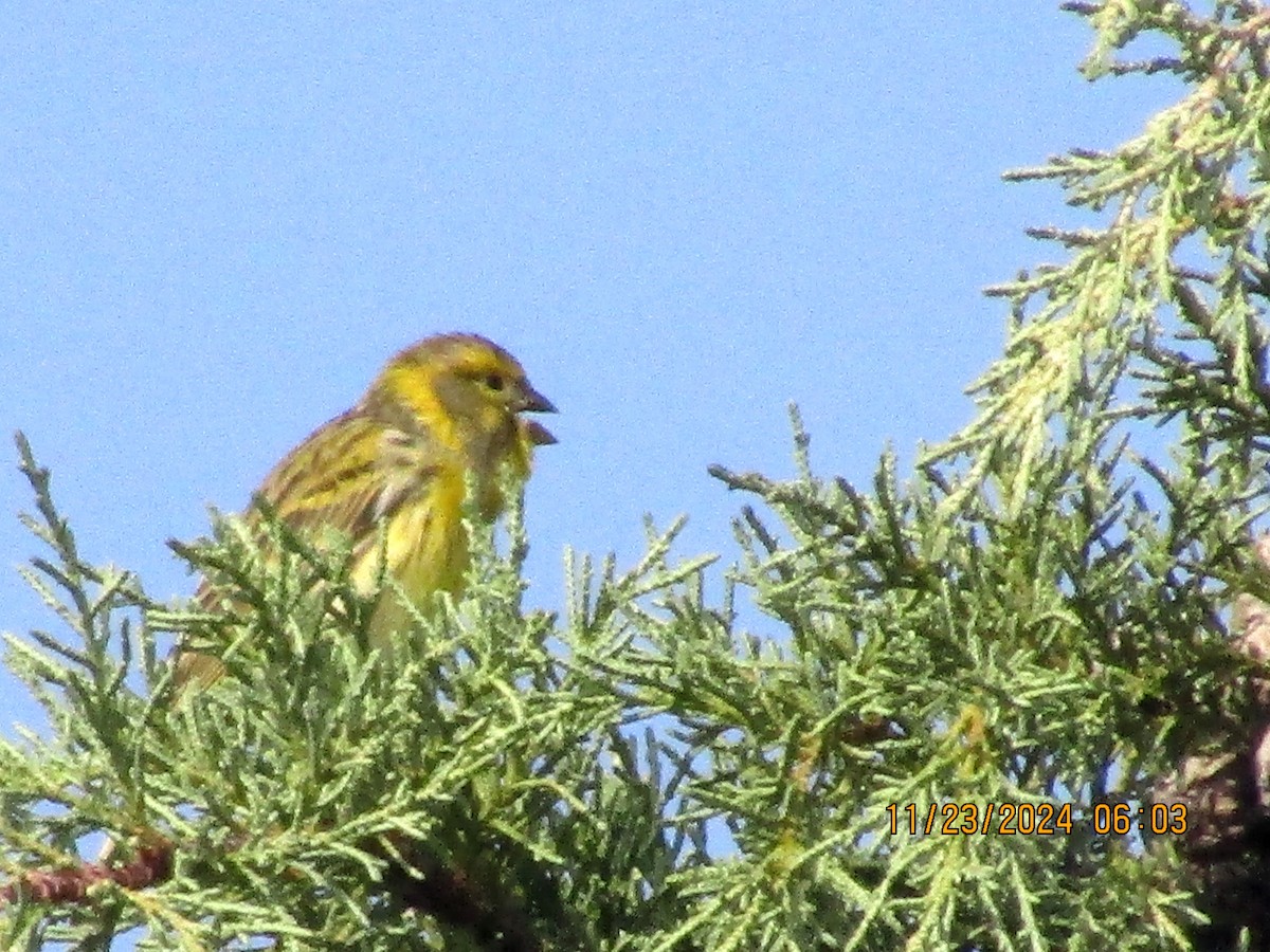 European Serin - ML626620590