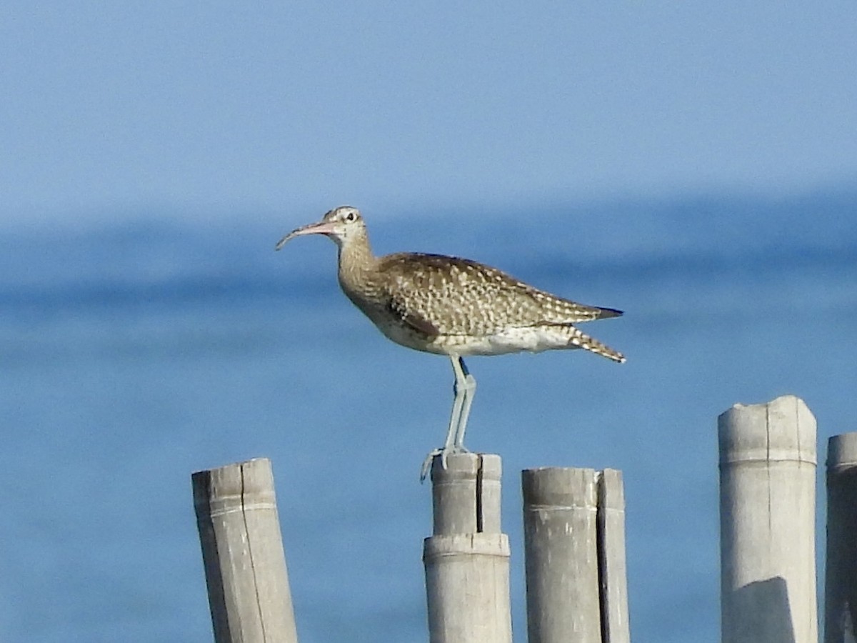 Whimbrel - ML626620591