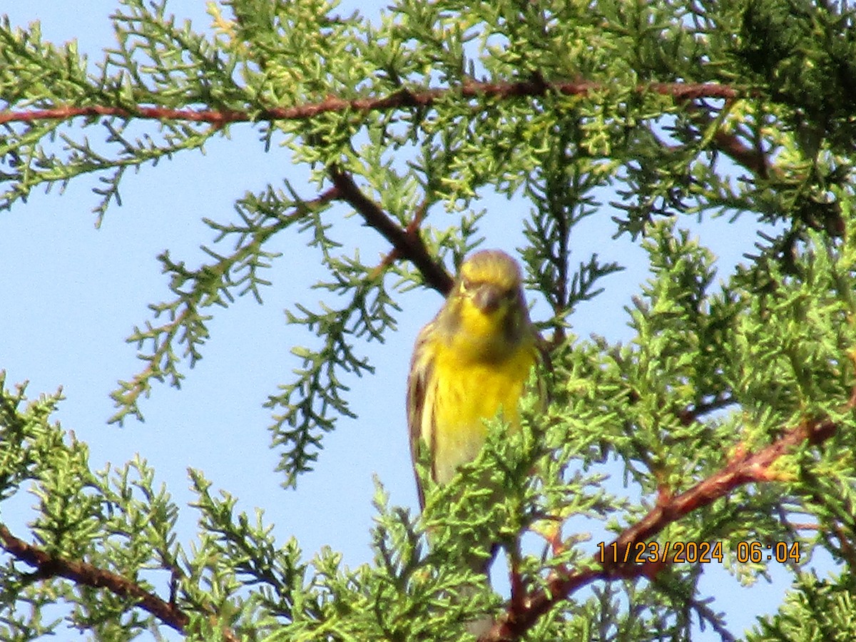 European Serin - ML626620592