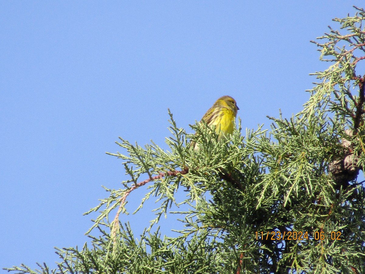 European Serin - ML626620594