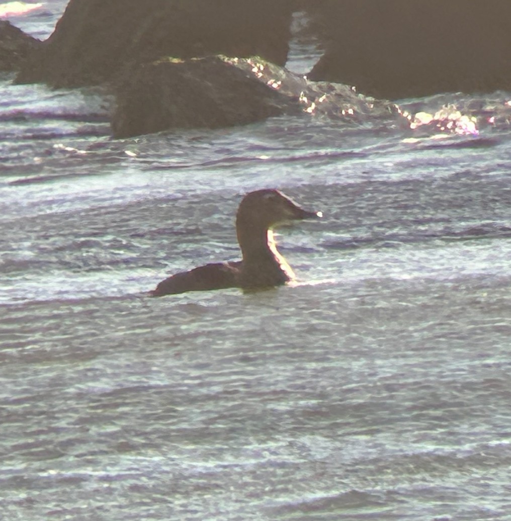 Common Eider - ML626620595