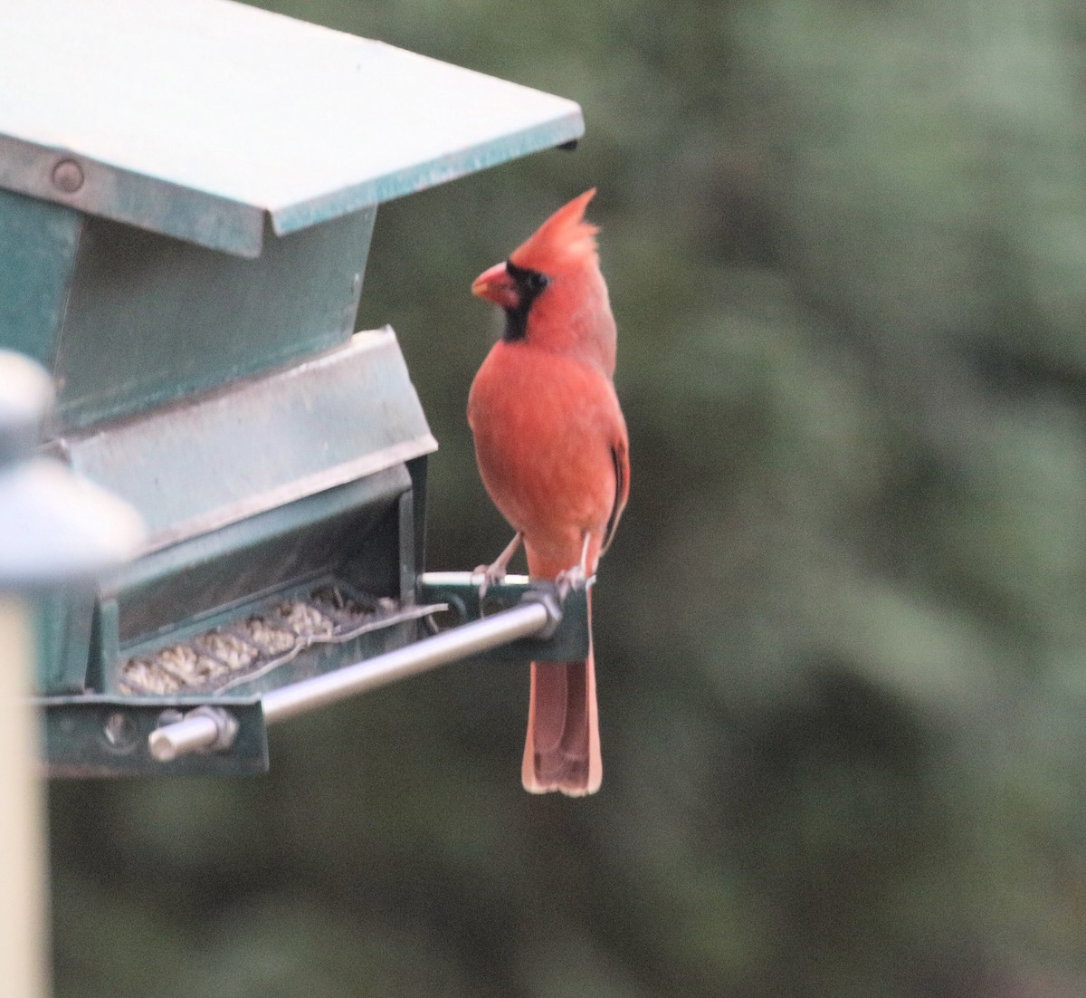 Northern Cardinal - ML626620596