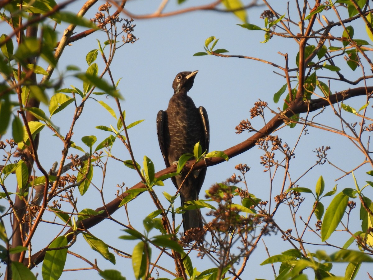 Bare-necked Fruitcrow - ML626620597