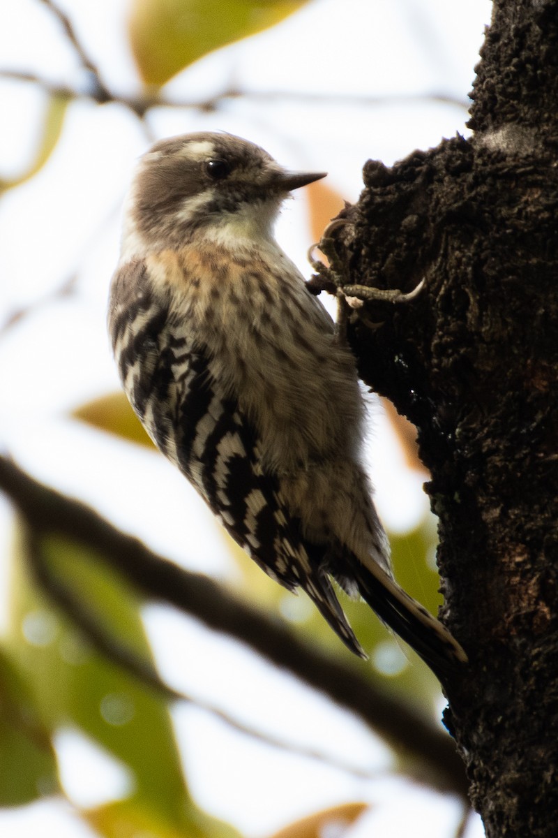 Japanese Pygmy Woodpecker - ML626620598