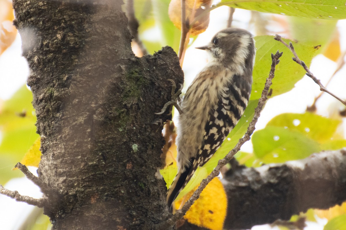 Japanese Pygmy Woodpecker - ML626620599