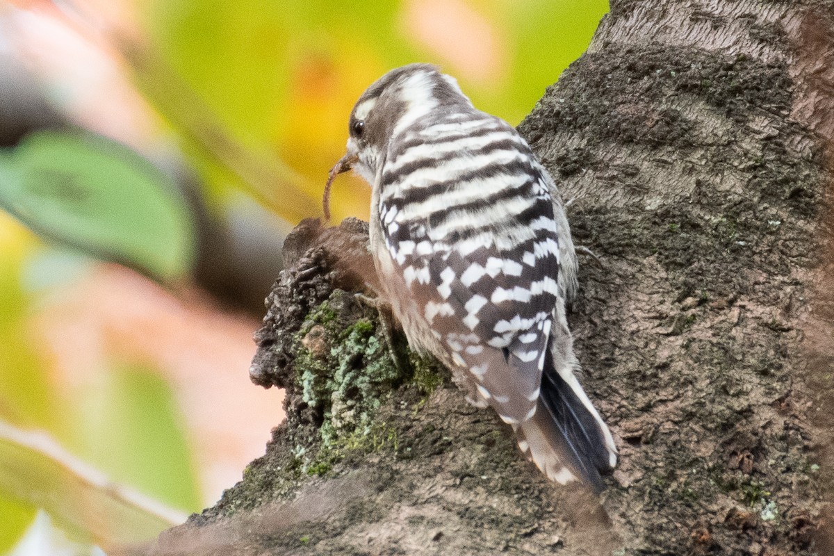 Japanese Pygmy Woodpecker - ML626620600